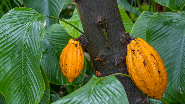 Cacao plantation