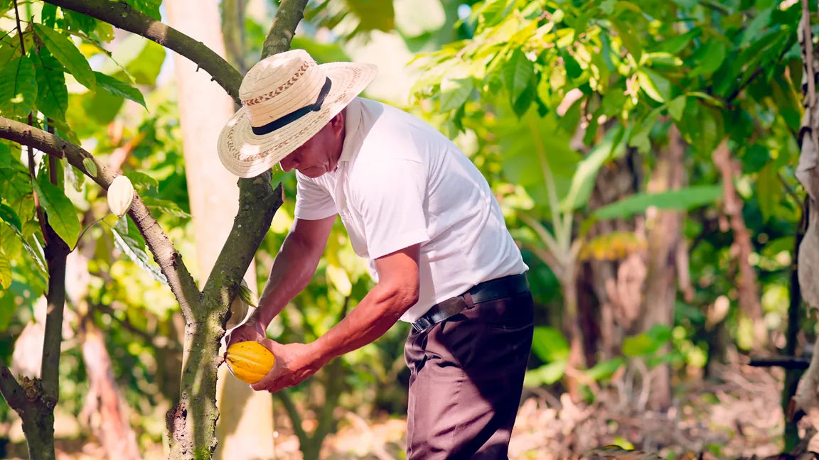 Kakaobonde høster modne kakaobelger for hånd på plantasje i Ecuador