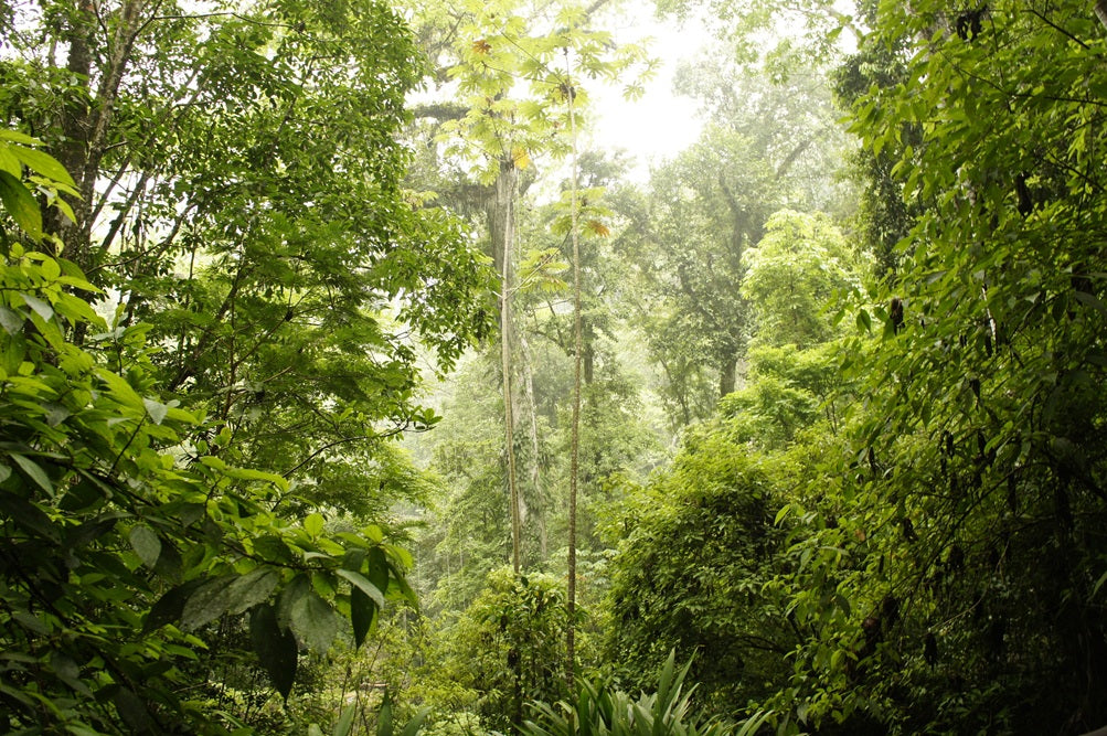 100% ren kakaomasse fra Hacienda Kampura - Guatemala
