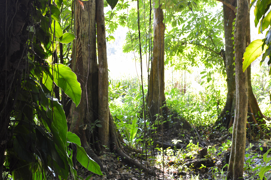 100% ren kakaomasse fra Hacienda Kampura - Guatemala
