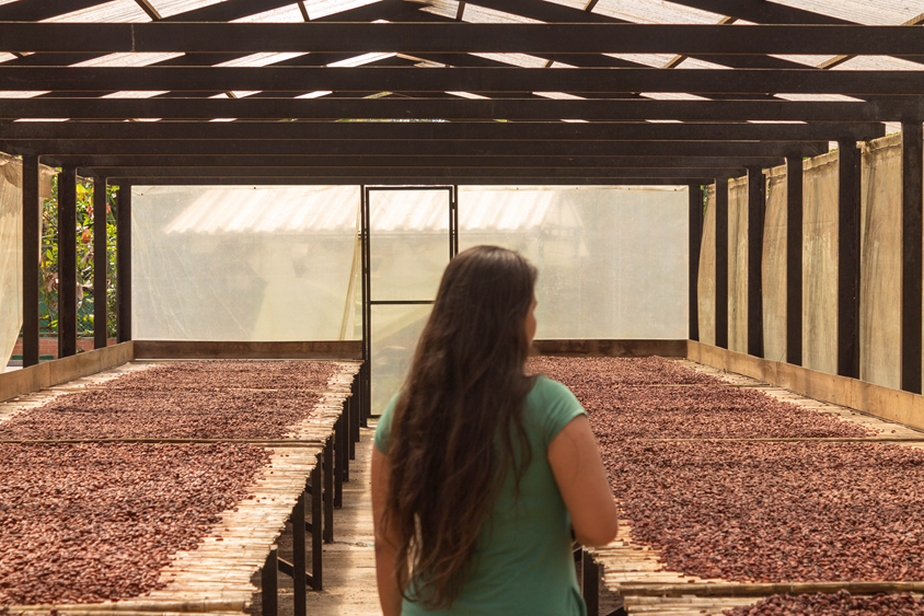 Cacao beans drying