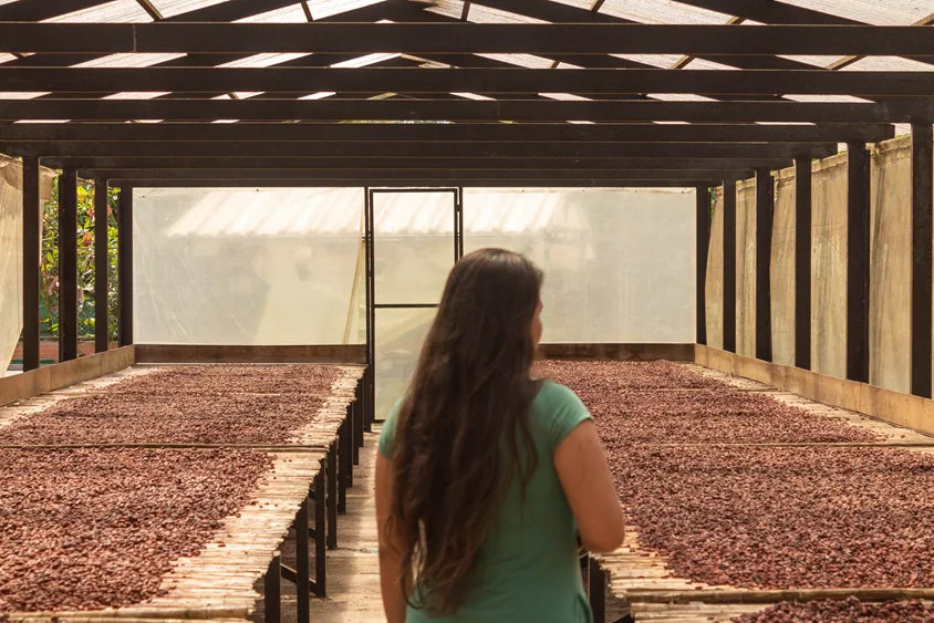 Kvinne mellom rader med kakaobønner som tørkes på Hacienda Morumbí, Colombia