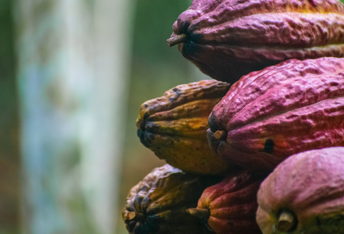Cacao pods
