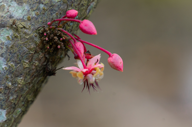Cacao flower