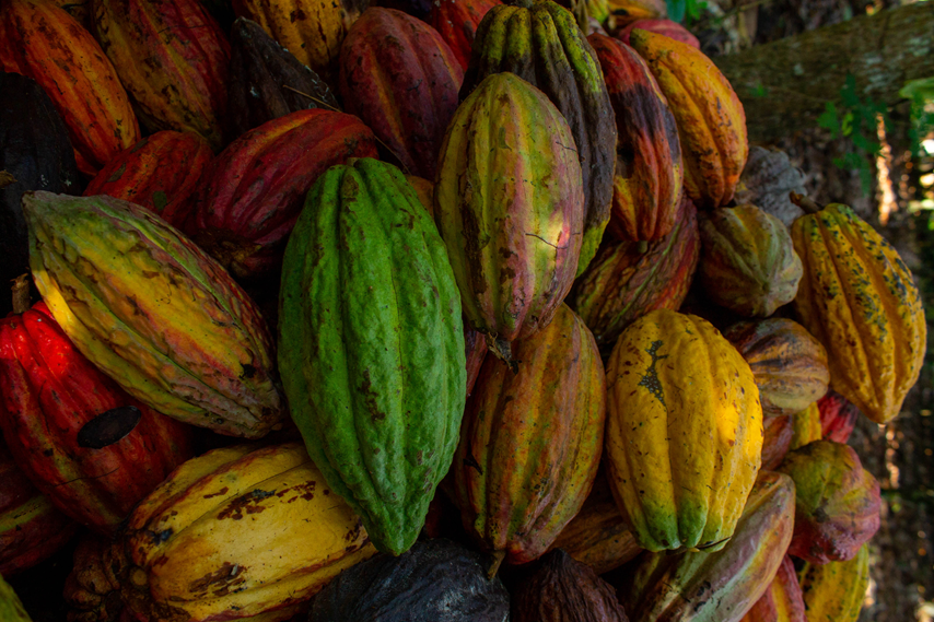 Cacao pods Colombia