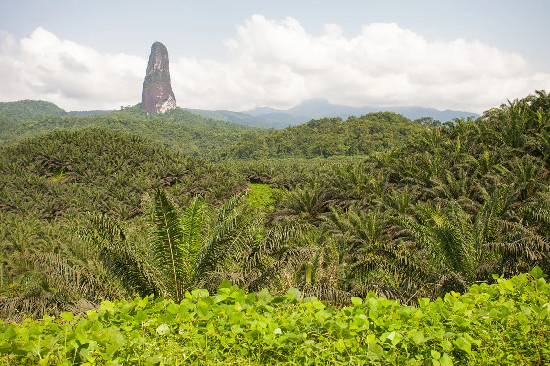 Vulkanfjellet Pico Cão Grande omgitt av grønn kakaoplantasje på São Tomé