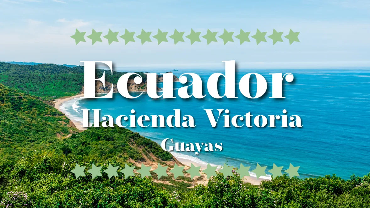 Illustrasjon av kystlinjen i Guayas, Ecuador, hjemsted for Hacienda Victoria