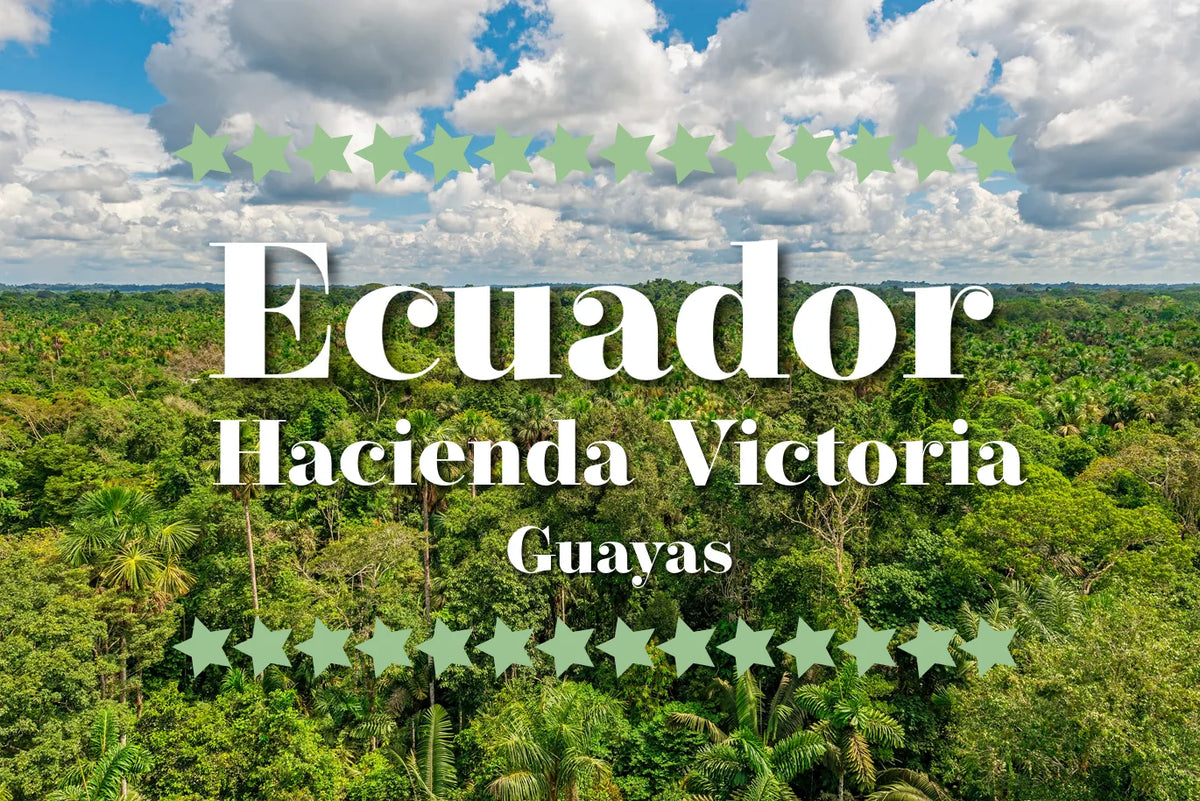 Illustrasjon av regnskog i Guayas-provinsen, Ecuador, hjemsted for Hacienda Victoria