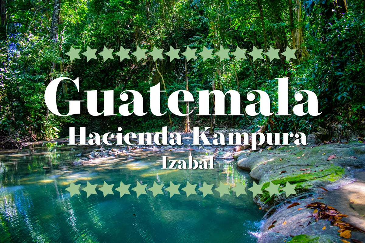 Illustrasjon av foss og regnskog i Izabal, Guatemala, hjemsted for Hacienda Kampura